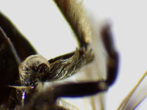 Andrena sp.